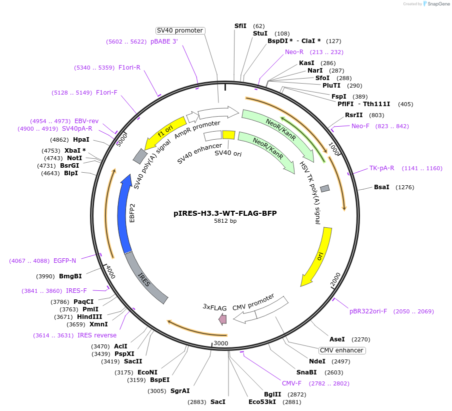 206139-plasmid-map-sequence-id-405576