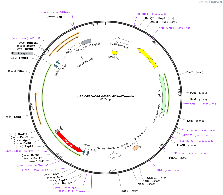 202037-plasmid-map-sequence-id-405580