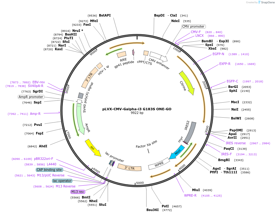 204338-plasmid-map-sequence-id-405581