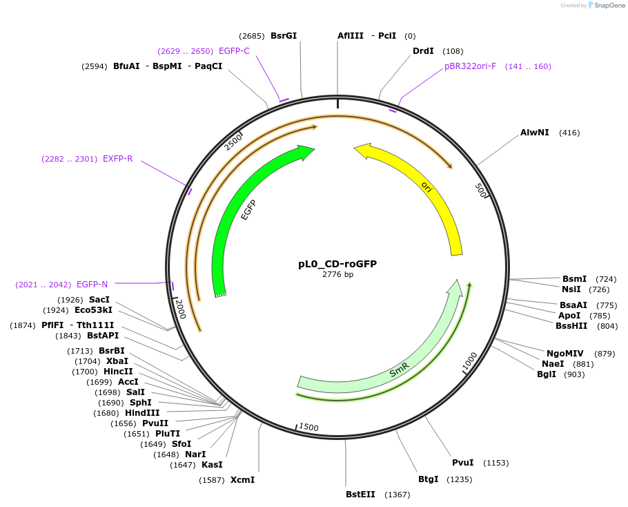202140-plasmid-map-sequence-id-405590