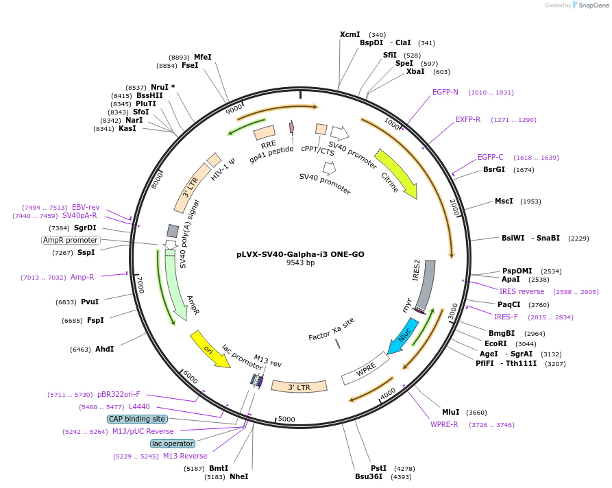 204329-plasmid-map-sequence-id-405591