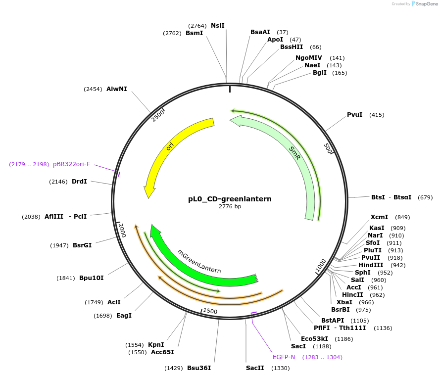 202141-plasmid-map-sequence-id-405594