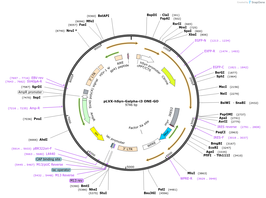 204334-plasmid-map-sequence-id-405598