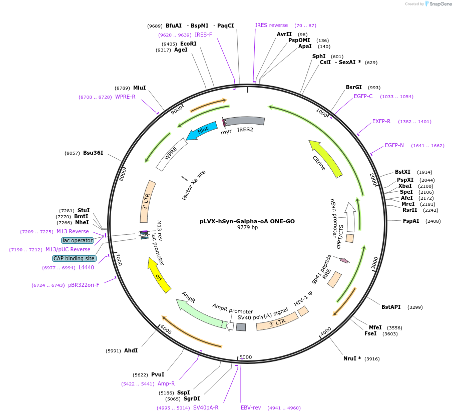 204335-plasmid-map-sequence-id-405602
