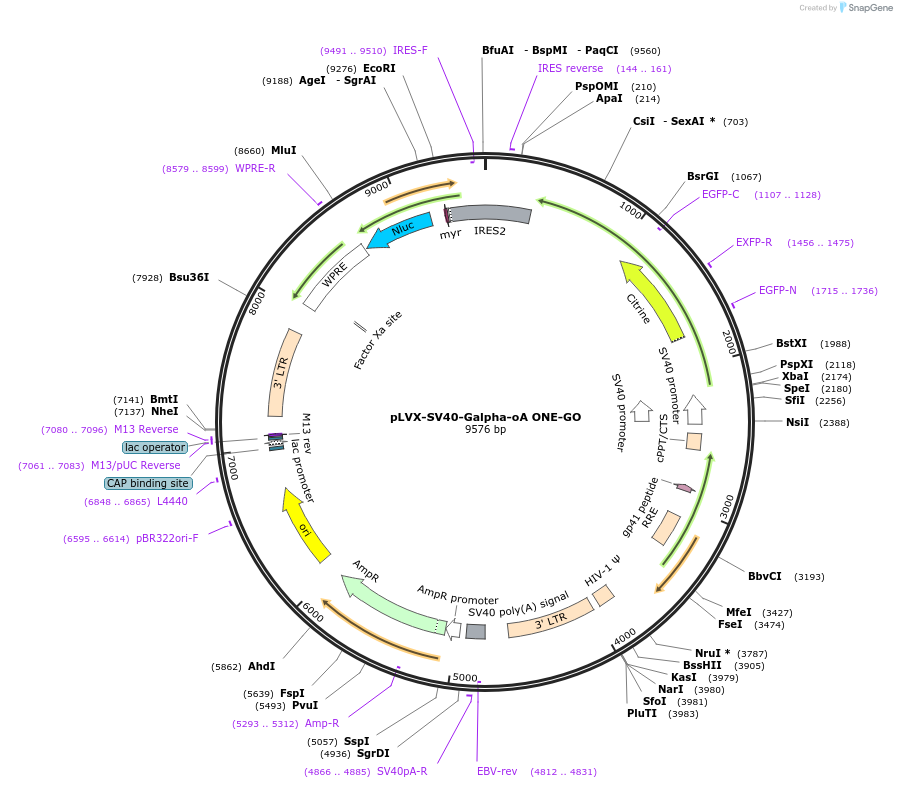 204330-plasmid-map-sequence-id-405606