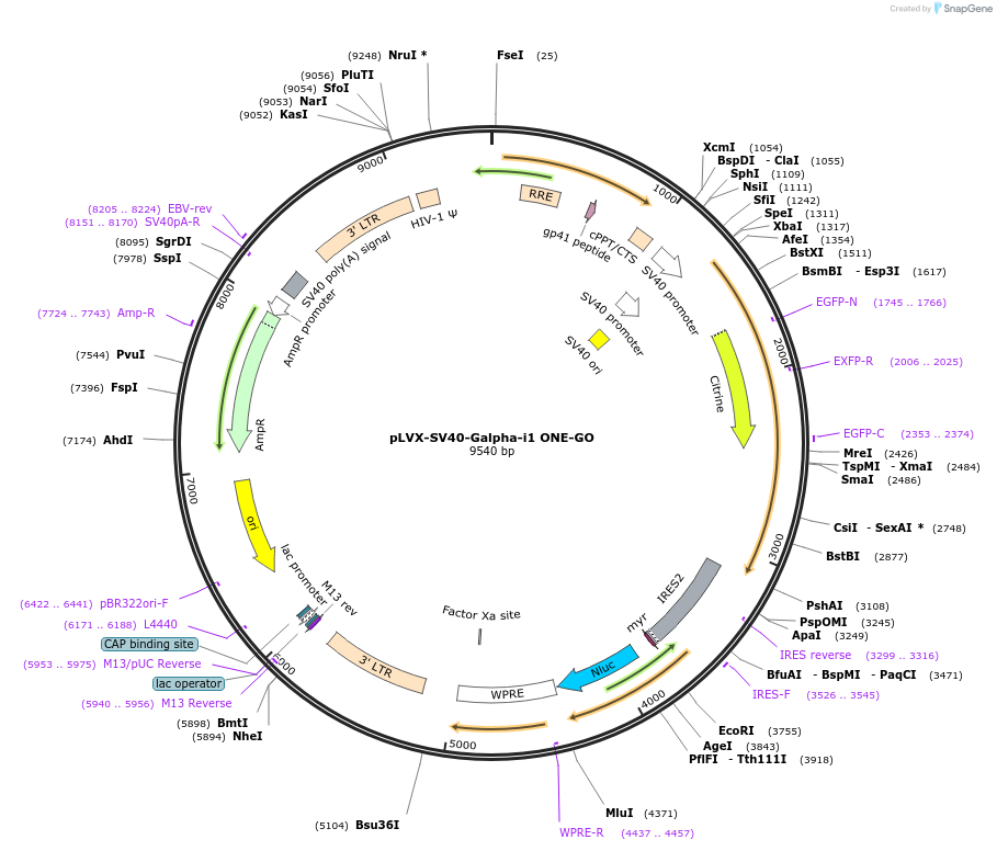 204328-plasmid-map-sequence-id-405607
