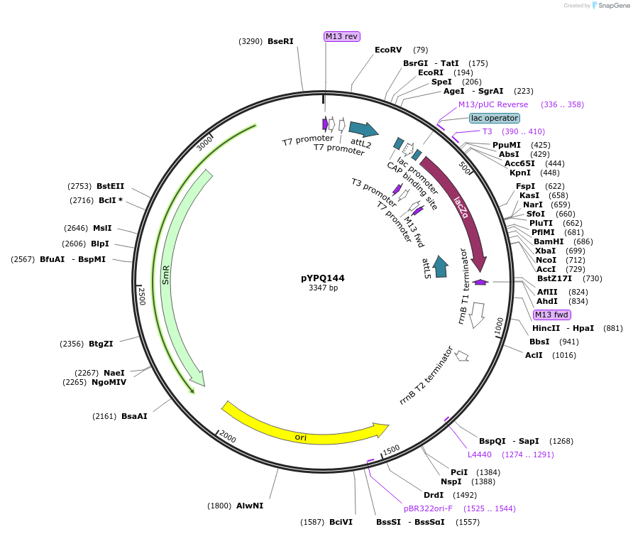 69296-plasmid-map-sequence-id-405609