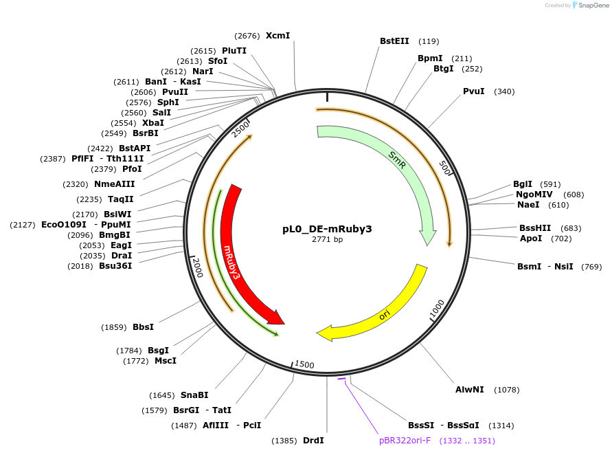 202153-plasmid-map-sequence-id-405615