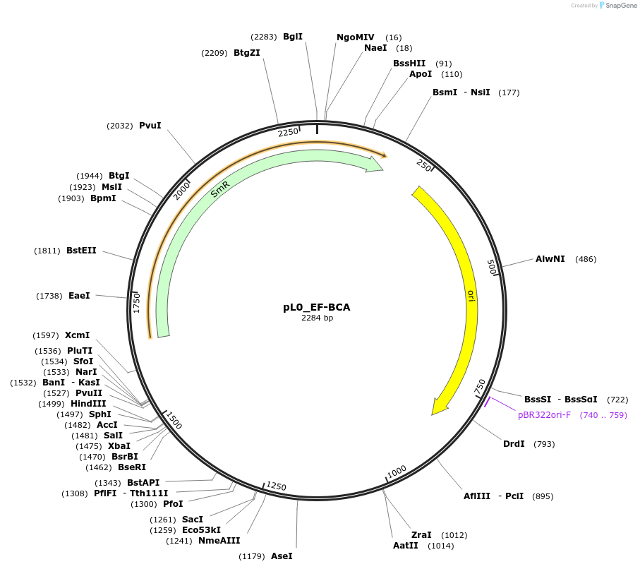 202158-plasmid-map-sequence-id-405623