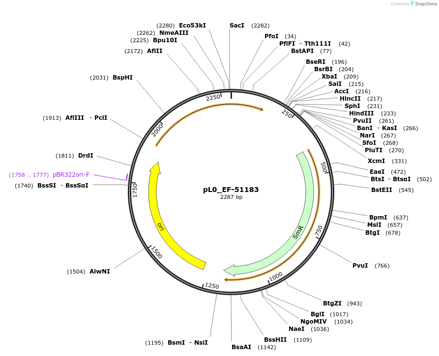 202161-plasmid-map-sequence-id-405626
