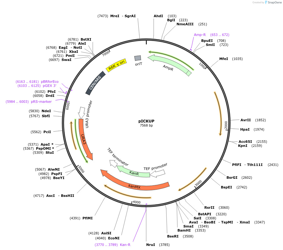 202603-plasmid-map-sequence-id-405645