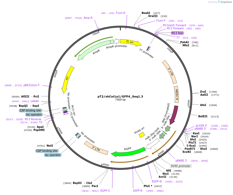206136-plasmid-map-sequence-id-405659
