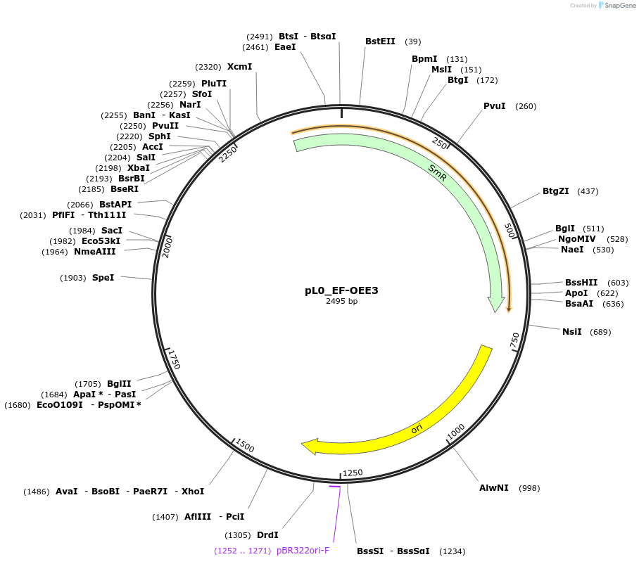 202165-plasmid-map-sequence-id-405676