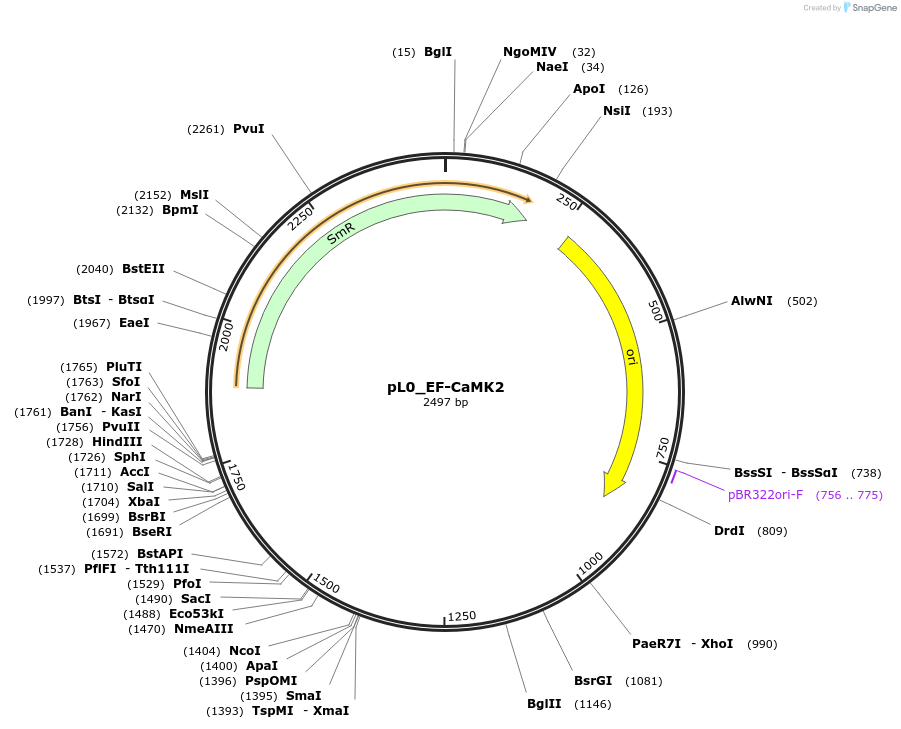 202167-plasmid-map-sequence-id-405678