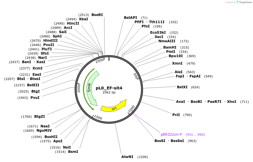 202168-plasmid-map-sequence-id-405680