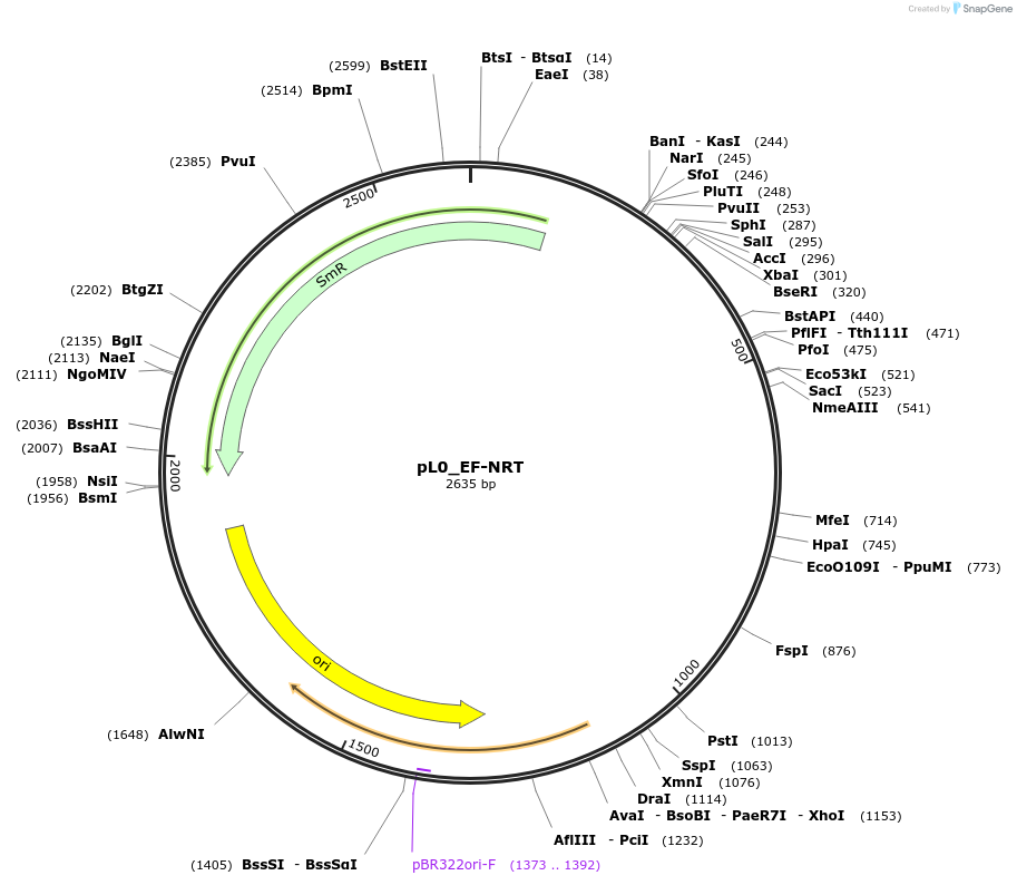 202169-plasmid-map-sequence-id-405681