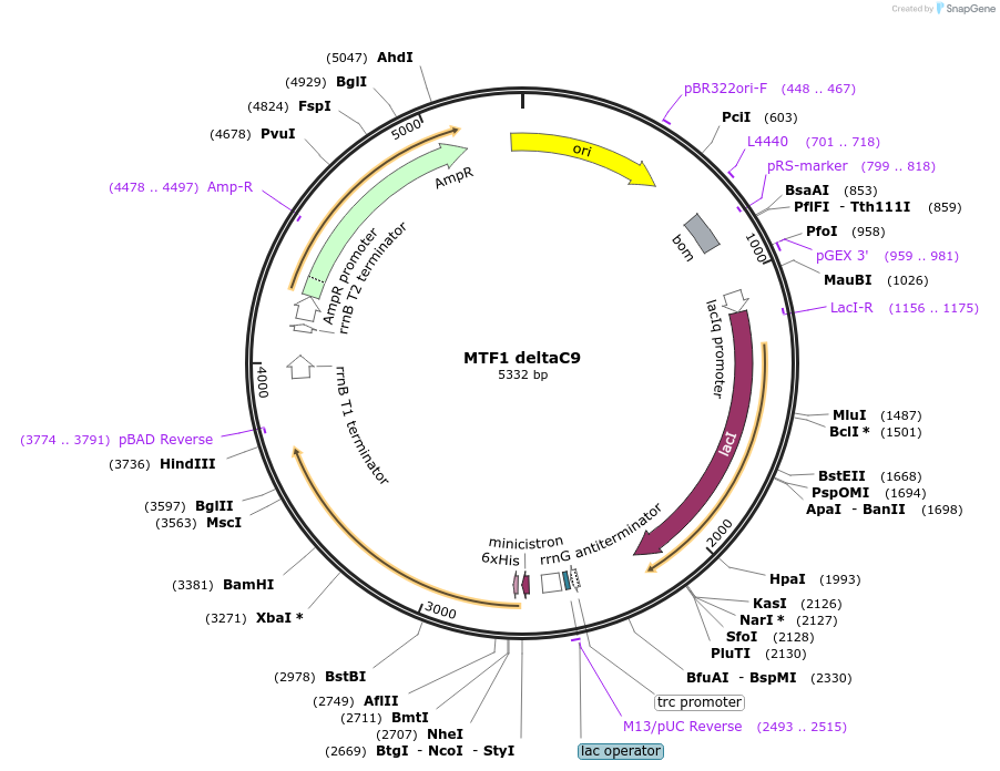 205067-plasmid-map-sequence-id-405683