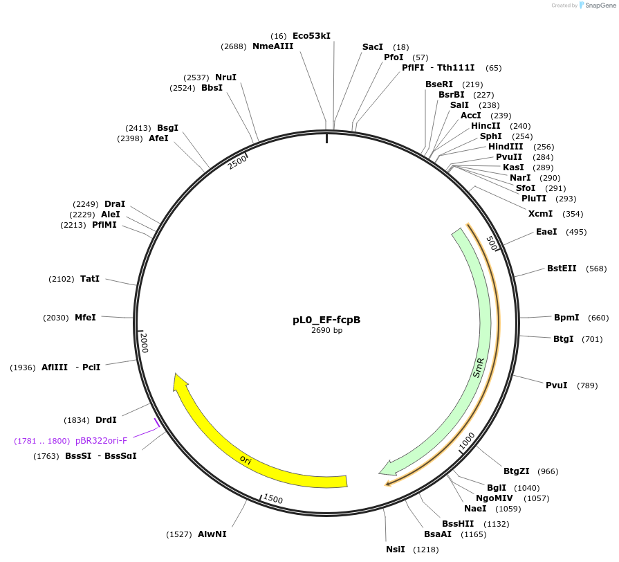 202177-plasmid-map-sequence-id-405692