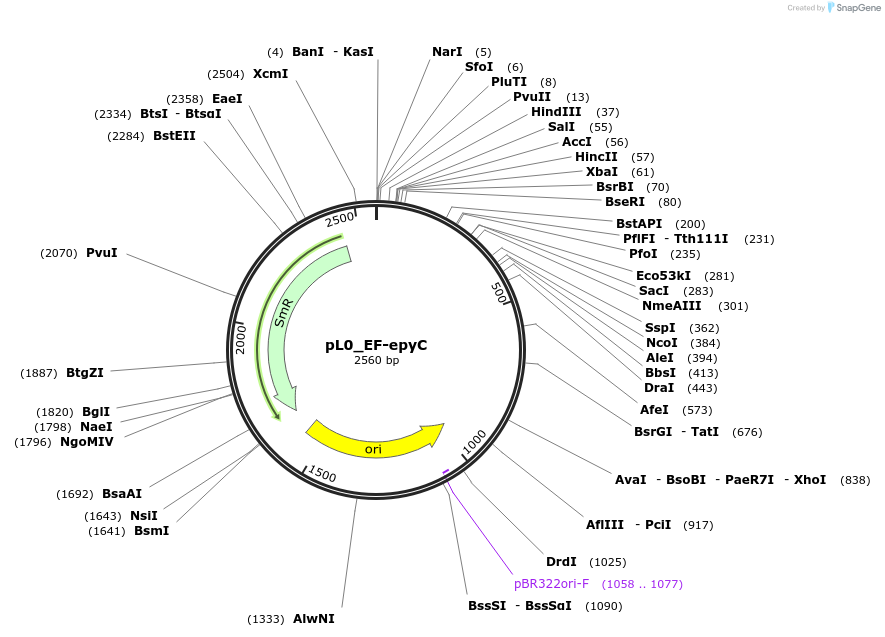202185-plasmid-map-sequence-id-405701