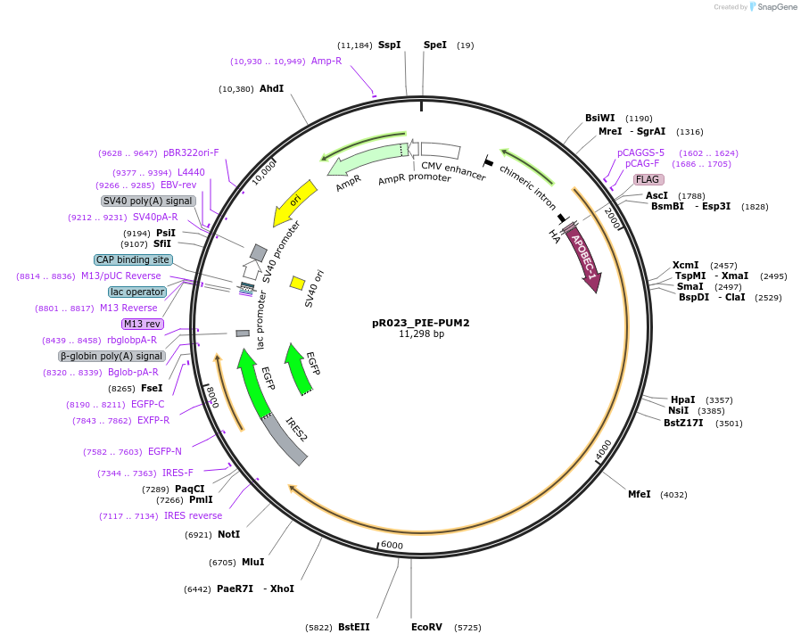 204819-plasmid-map-sequence-id-405704