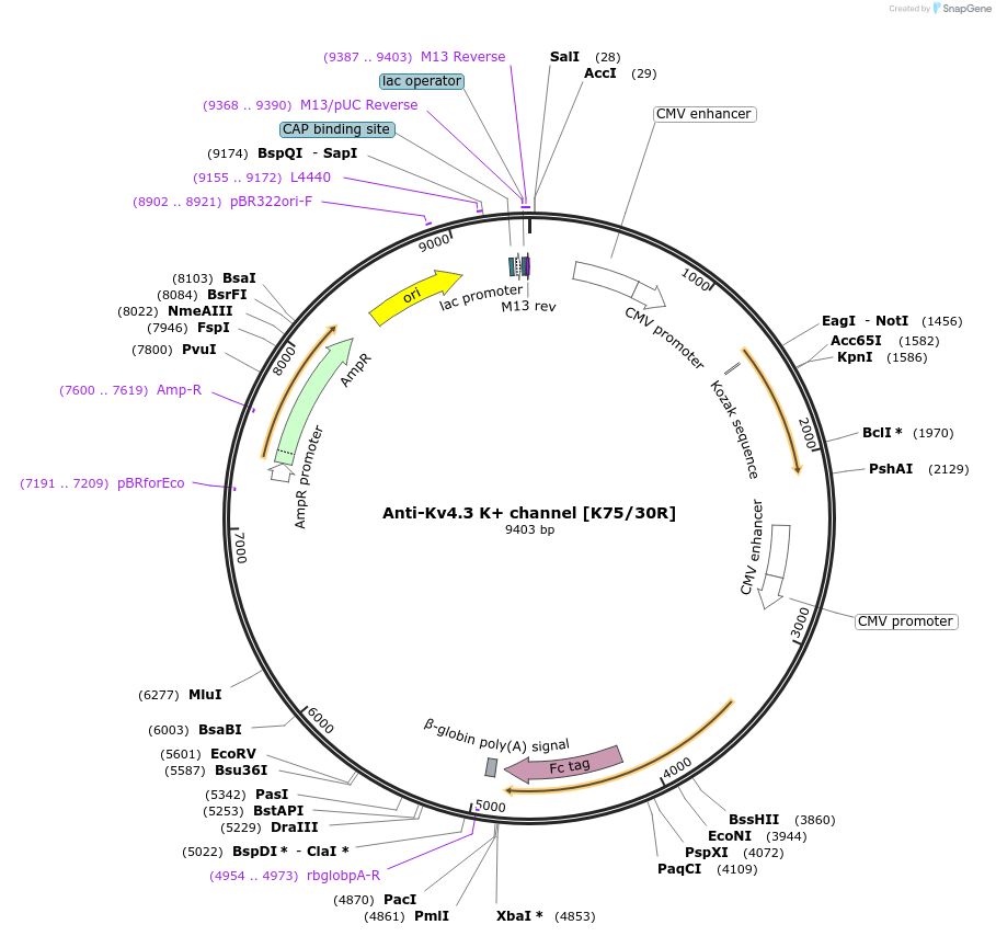 206521-plasmid-map-sequence-id-405707