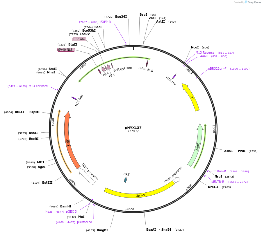 202814-plasmid-map-sequence-id-405740