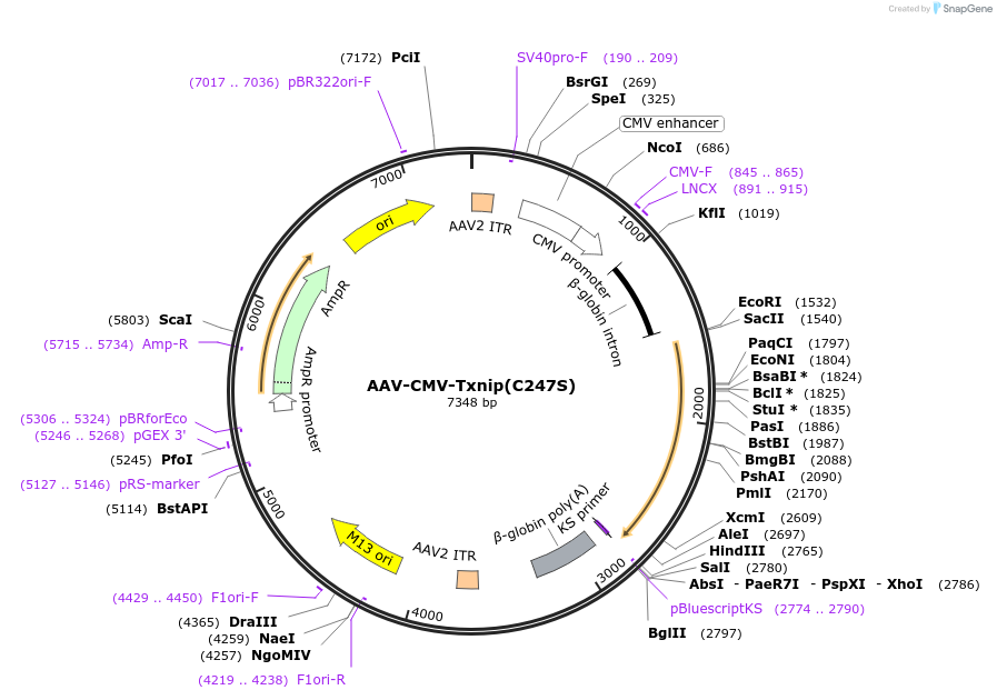 206353-plasmid-map-sequence-id-405742
