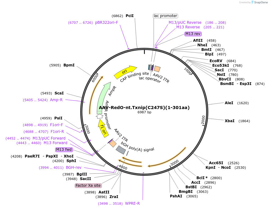 206354-plasmid-map-sequence-id-405764