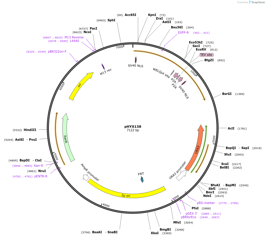 202815-plasmid-map-sequence-id-405765