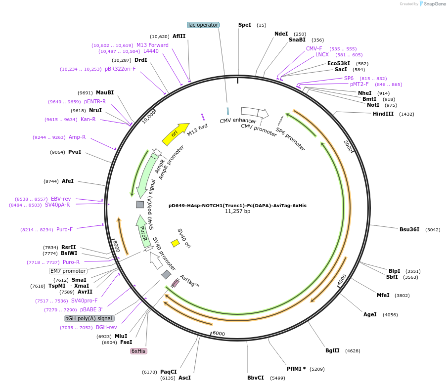 157048-plasmid-map-sequence-id-405782