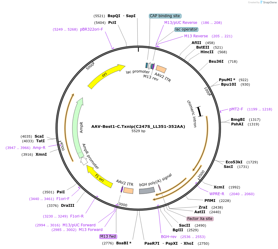 206350-plasmid-map-sequence-id-405789