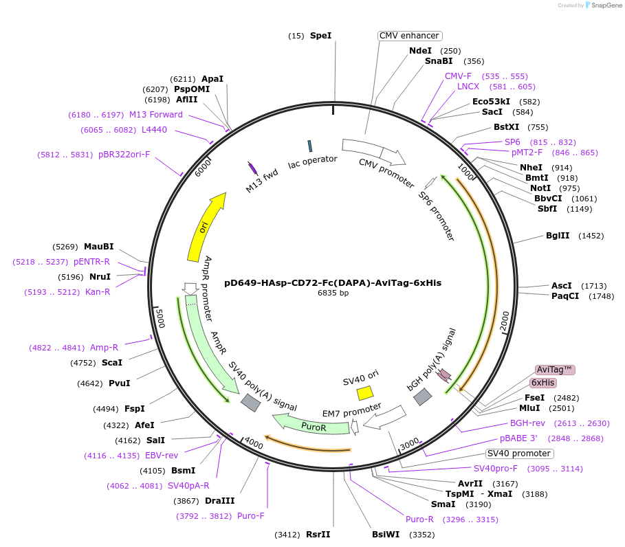 156696-plasmid-map-sequence-id-405790
