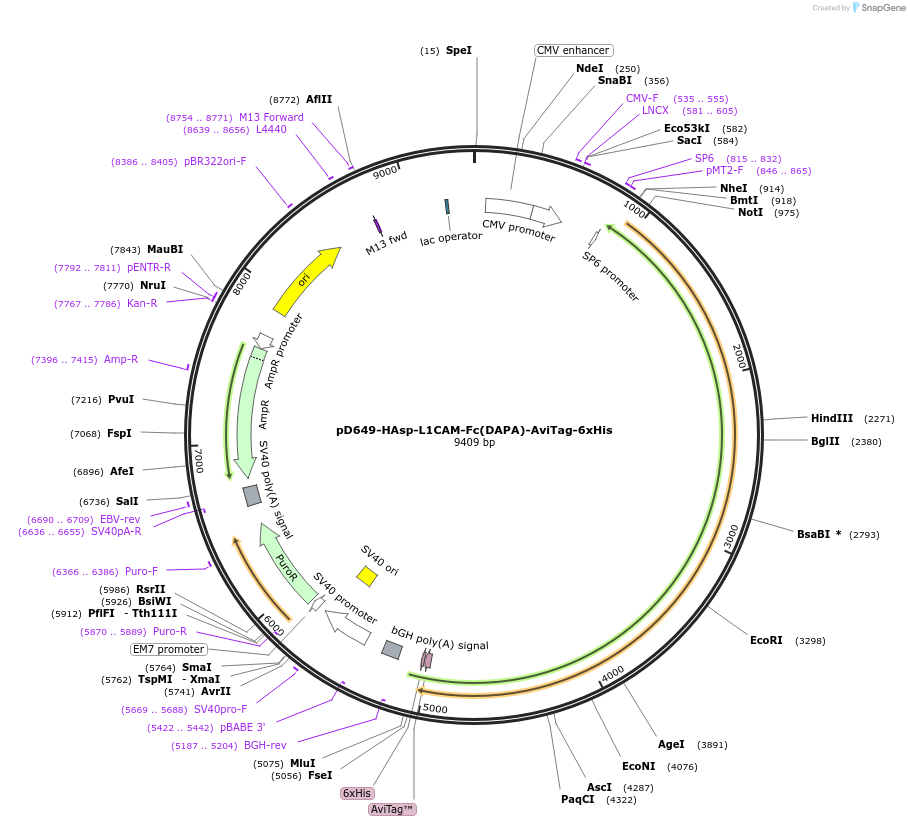 157031-plasmid-map-sequence-id-405791
