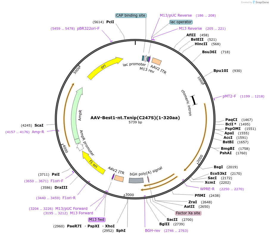 206352-plasmid-map-sequence-id-405795