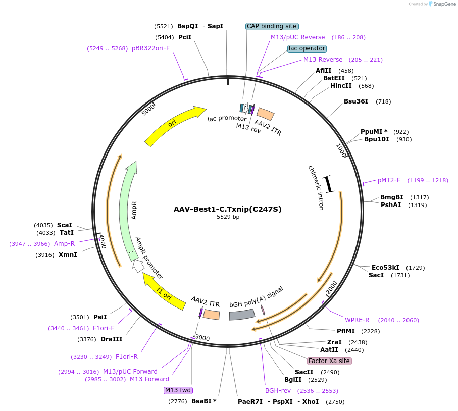 206349-plasmid-map-sequence-id-405797