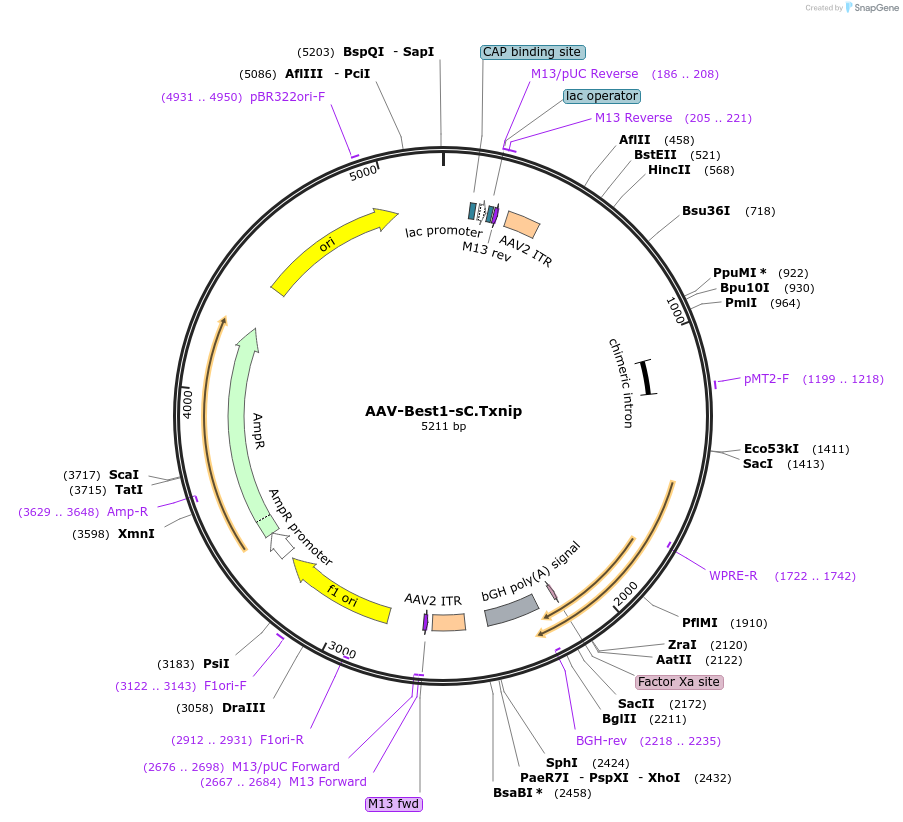 206351-plasmid-map-sequence-id-405798
