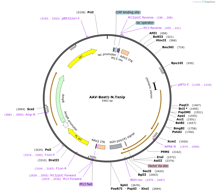 206348-plasmid-map-sequence-id-405799