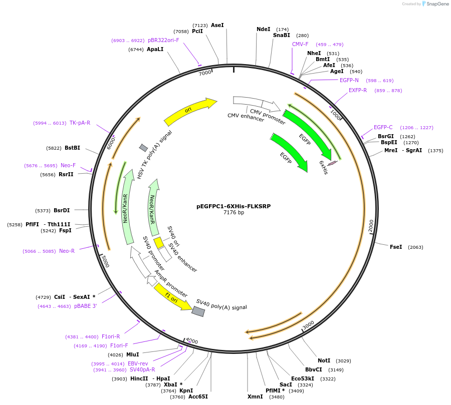 23001-plasmid-map-sequence-id-405800