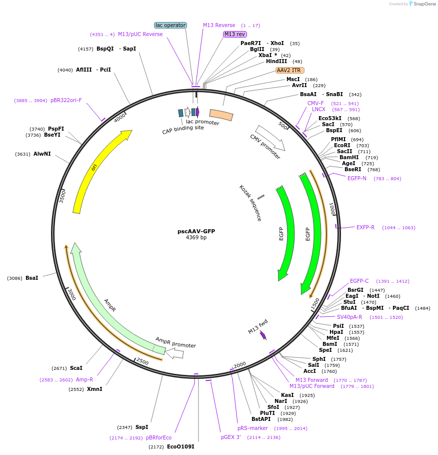 32396-plasmid-map-sequence-id-405801