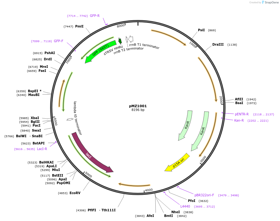 204398-plasmid-map-sequence-id-405813