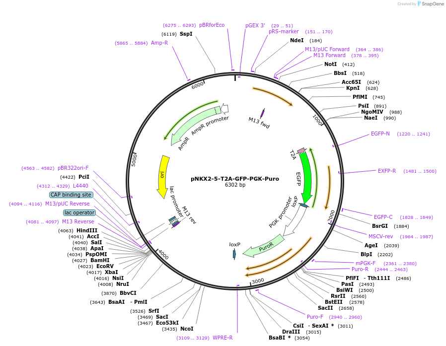 203607-plasmid-map-sequence-id-405818