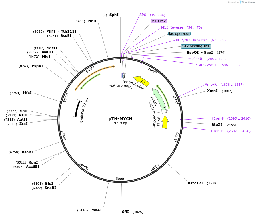 35416-plasmid-map-sequence-id-405827