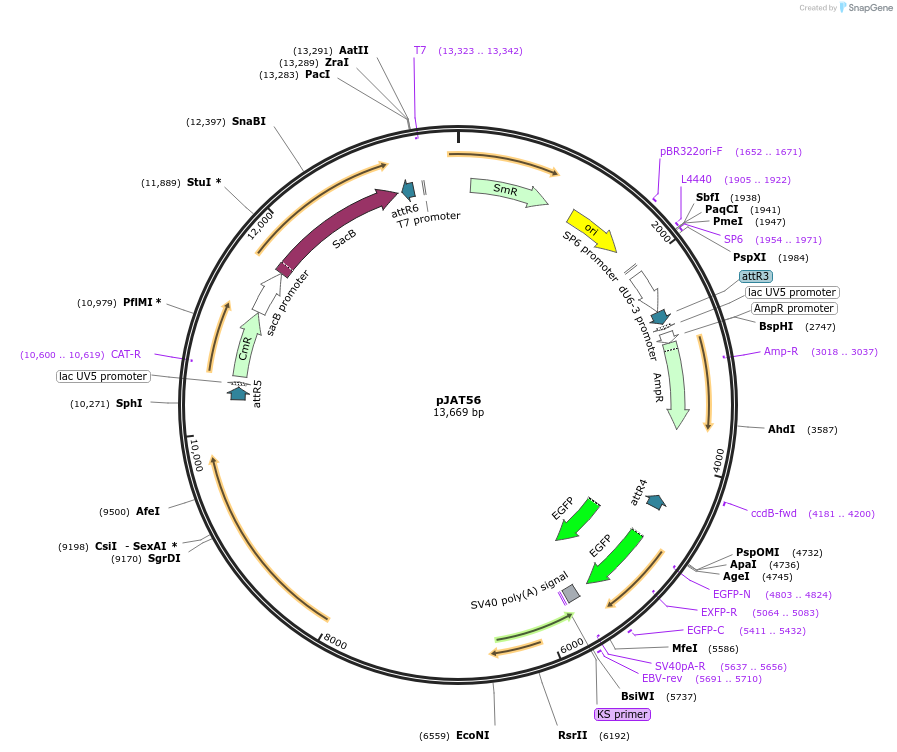 204300-plasmid-map-sequence-id-405836