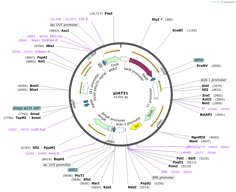 204291-plasmid-map-sequence-id-405841