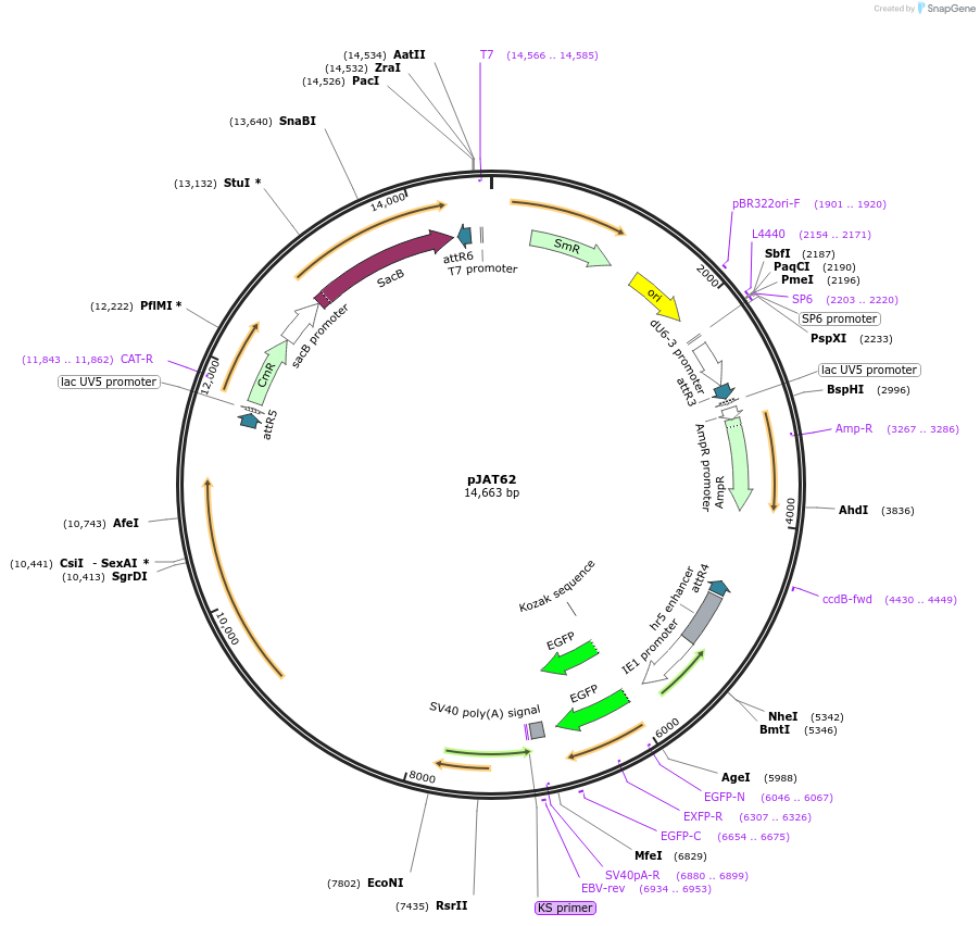204301-plasmid-map-sequence-id-405845