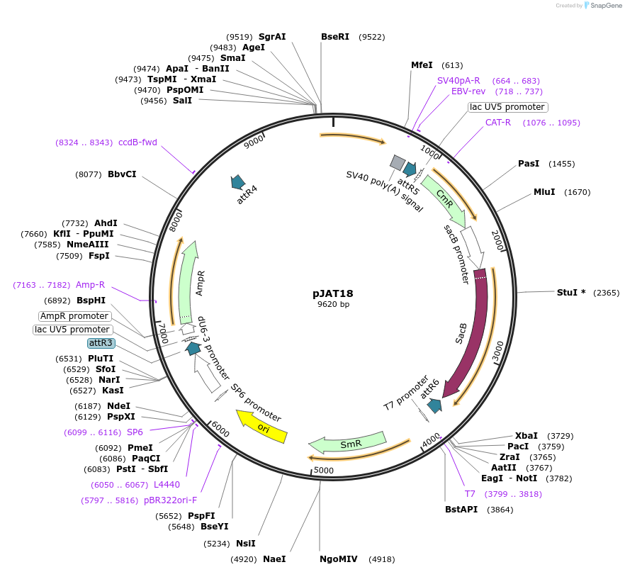 204307-plasmid-map-sequence-id-405848