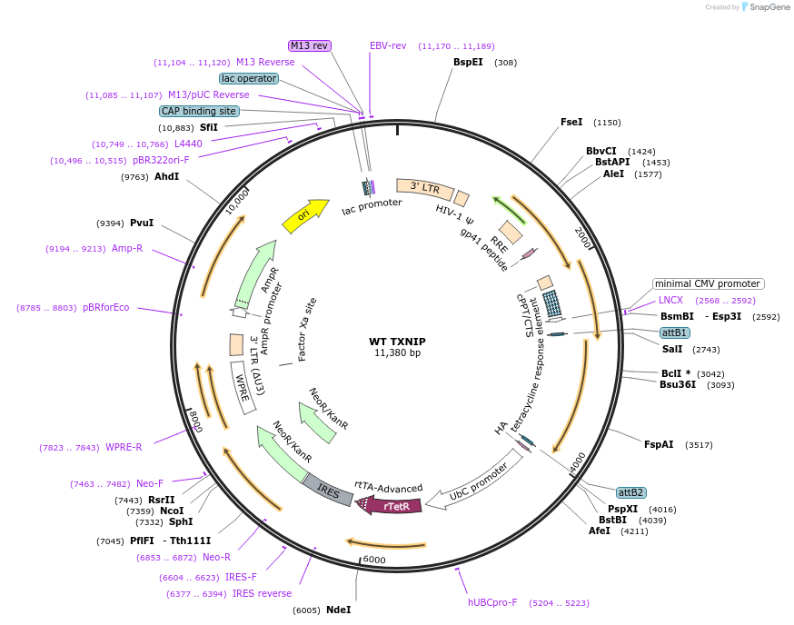 200088-plasmid-map-sequence-id-405851