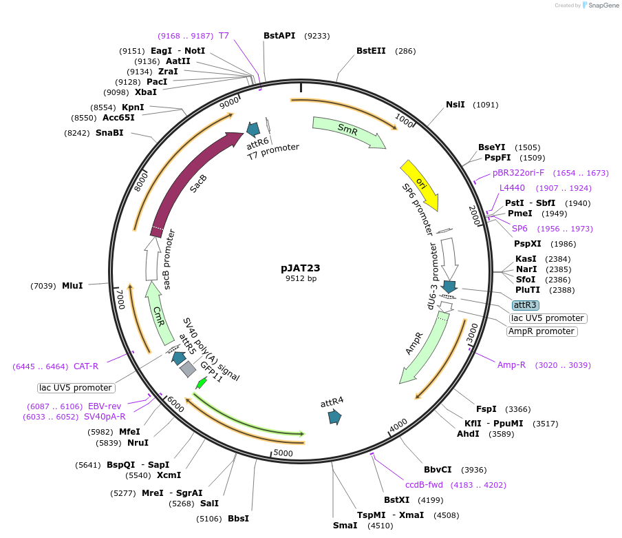 204312-plasmid-map-sequence-id-405857