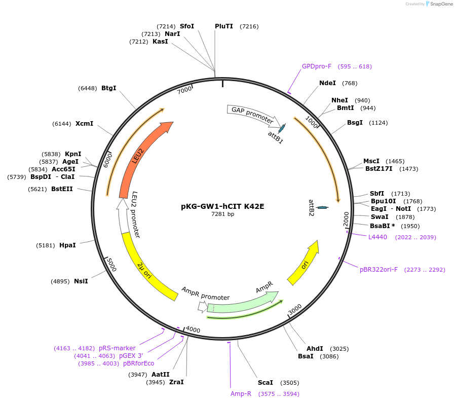 203168-plasmid-map-sequence-id-405867