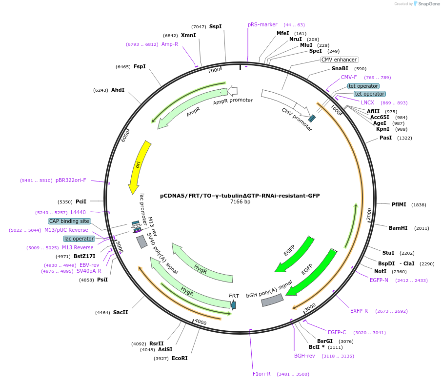 205604-plasmid-map-sequence-id-405873